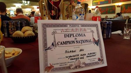 Campion Colectie- Wyandotte Auriu Albastru -Baicoi 2017