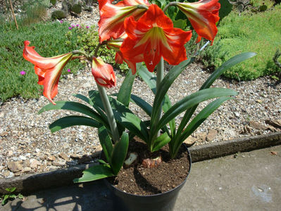 Amaryllis belladonna L.; Denumire acceptata.
