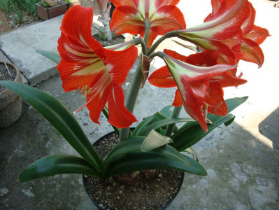 Amaryllis belladonna L.; Denumire acceptata.
