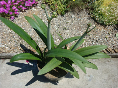 Amaryllis belladonna L.; Denumire acceptata.
