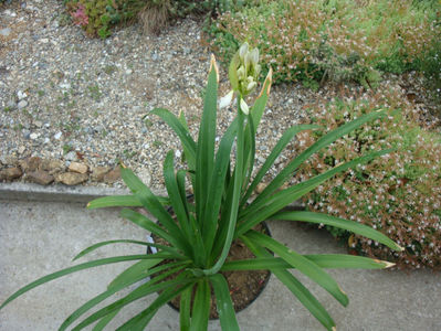 Agapanthus africanus (L.) Hoffmanns 1824.; Origine: Africa de Sud. (Capul Bunei Speranțe) (-7°C)
