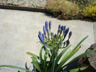 Agapanthus africanus  (L.) Hoffmanns 1824.