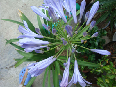 Agapanthus africanus (L.) Hoffmanns 1824.; Origine: Africa de Sud. (Capul Bunei Speranțe) (-7°C)
