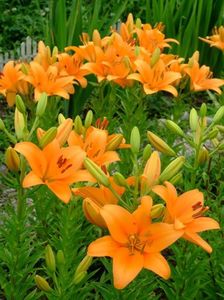 2014_crini_63_parfumat