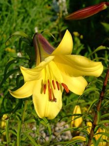 2014_crini_67_parfumat