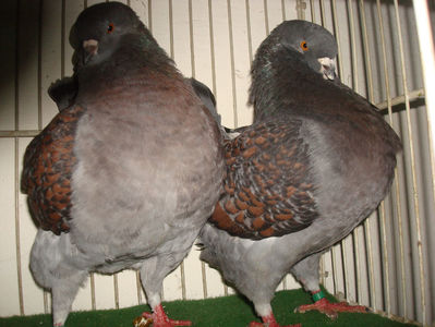 Vanduti
