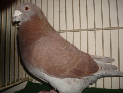 M-2015 - Vandut