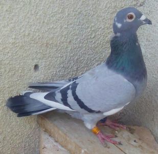 Femela 2014-099(A.Klass x Drapa)