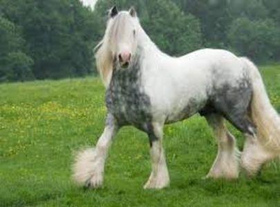 Gypsy Vanner