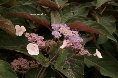 Hydrangea-aspera-Haopr012-HOT-CHOCOLATE