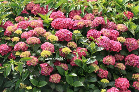 Hydrangea-macrophylla-Draps-Wonder
