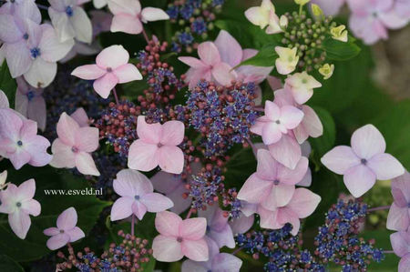 Hydrangea-macrophylla-Dr-Jean-Varnier