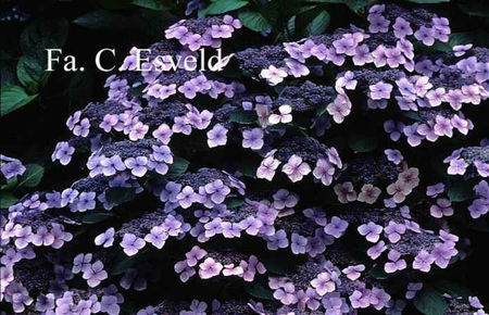 Hydrangea-macrophylla-Eisvogel
