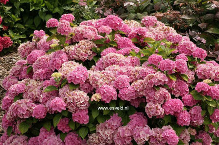 Hydrangea-macrophylla-Elbtal