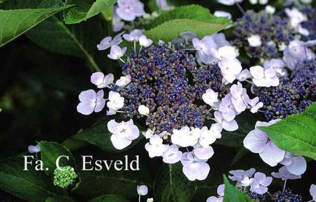 Hydrangea-macrophylla-Fireflame