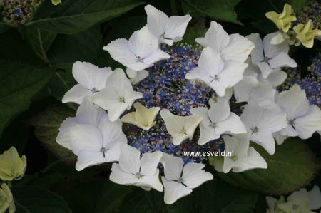 Hydrangea-macrophylla-Green-Tonic