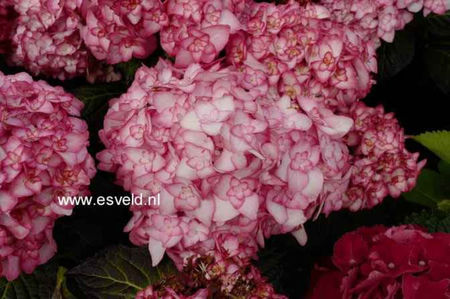 Hydrangea-macrophylla-H2002-MISS-SAORI