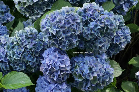 Hydrangea-macrophylla-Hamburg