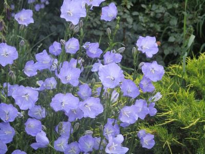 Campanula persicifolia