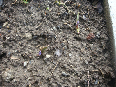 Scilla bifolia L.1753.; Denumire acceptata. Origine; In regiunile temperate ale Europei și Asiei.
