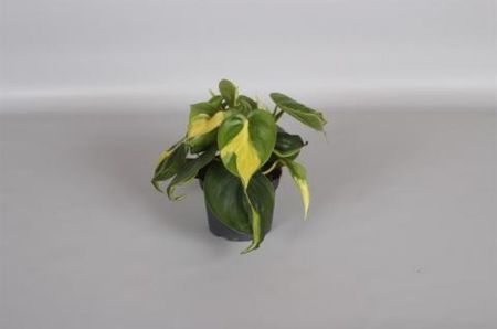 Philodendron Brasil