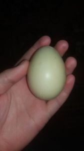 Verzui