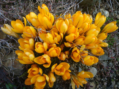 Crocus aureus  Sm.1806.; sinonim Crocus flavus Weston 1771. Denumire acceptată.                                                                                                                     Distribuție; Grecia, Bulgaria
