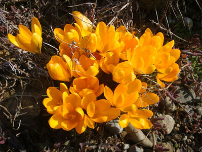 Crocus aureus  Sm.1806.; sinonim Crocus flavus Weston 1771. Denumire acceptată.                                                                                                                     Distribuție; Grecia, Bulgaria
