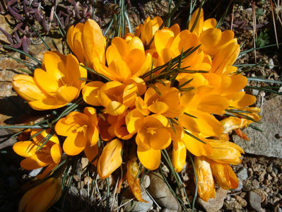 Crocus aureus  Sm.1806.; sinonim Crocus flavus Weston 1771. Denumire acceptată.                                                                                                                     Distribuție; Grecia, Bulgaria
