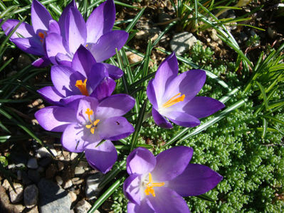 Crocus heuffelianus Herb.1847.; Denumire acceptată.                                                                                                Distribuție; România este întâlnită în munții Carpați și în munții Apuseni.
