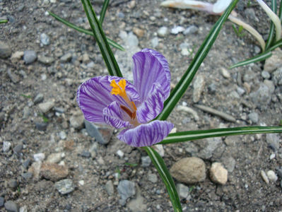 Crocus moabiticus Bornm.1912.; Denumire acceptată.
