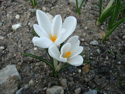 Crocus vernus subsp. albiflorus (Kit. ex Schult.) Ces.1844.; Denumire acceptată. Distribuție; Albania, Austria, Cehia, Slovacia, Sicilia, Macedonia, Serbia, Italia, Germania, Elveția, Franța.
