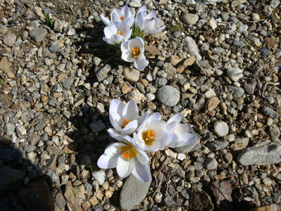 Crocus vernus subsp. albiflorus (Kit. ex Schult.) Ces.1844.; Denumire acceptată. Distribuție; Albania, Austria, Cehia, Slovacia, Sicilia, Macedonia, Serbia, Italia, Germania, Elveția, Franța.
