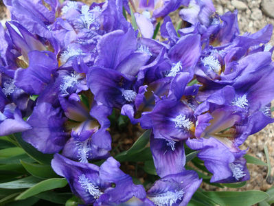 Iris pumila L. 1753.; Denumire acceptata.
