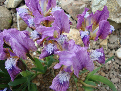 Iris pumila L. 1753.; Denumire acceptata.
