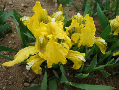 Iris pumila L. 1753.; Denumire acceptata.
