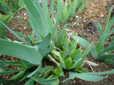Iris pumila L. 1753.; Denumire acceptata. Fruct.

