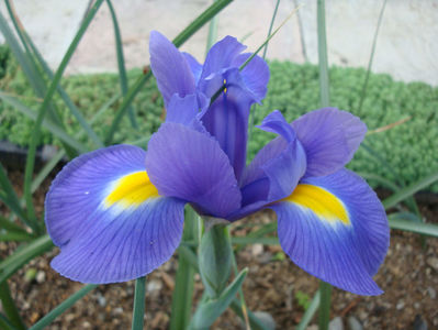 Iris x hollandica; Cultivar.
