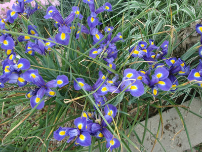 Iris x hollandica; Cultivar.
