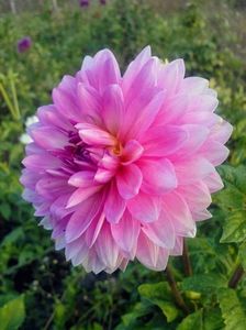 2014_dalii_46