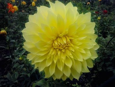 2014_dalii_47