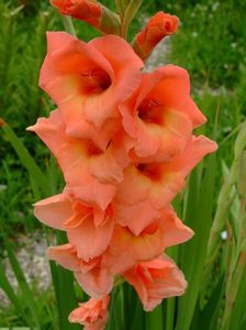 2014_gladiole_7