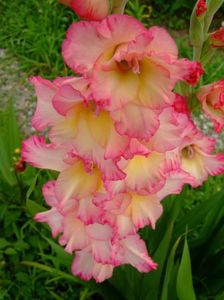 2014_gladiole_8