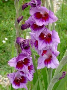 2014_gladiole_9