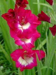 2014_gladiole_12