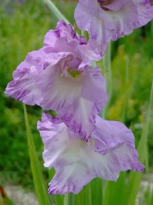 2014_gladiole_16