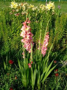 2014_gladiole_18