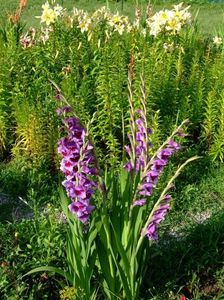 2014_gladiole_19