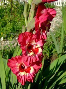 2014_gladiole_23