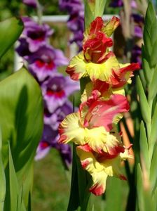 2014_gladiole_26